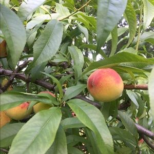 Meet your Posher, Stef